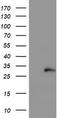 Copper Metabolism Domain Containing 1 antibody, TA504920, Origene, Western Blot image 