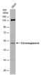 Chromogranin A antibody, PA5-77917, Invitrogen Antibodies, Western Blot image 