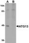 Autophagy Related 13 antibody, LS-B5277, Lifespan Biosciences, Western Blot image 