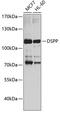 Dentin Sialophosphoprotein antibody, 23-566, ProSci, Western Blot image 