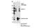 Host Cell Factor C1 antibody, 50708S, Cell Signaling Technology, Immunoprecipitation image 