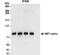 HNF1 Homeobox A antibody, NBP2-32126, Novus Biologicals, Immunoprecipitation image 