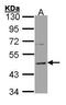 Histamine Receptor H3 antibody, TA308704, Origene, Western Blot image 