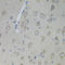 Ciliary Neurotrophic Factor Receptor antibody, STJ114298, St John