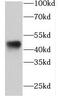 FKBP Prolyl Isomerase Like antibody, FNab03151, FineTest, Western Blot image 