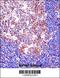 Spi-1 Proto-Oncogene antibody, 58-037, ProSci, Immunohistochemistry frozen image 