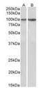 Integrin Subunit Alpha 3 antibody, orb389369, Biorbyt, Western Blot image 