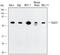 RAD23 Homolog A, Nucleotide Excision Repair Protein antibody, AF4555, R&D Systems, Western Blot image 