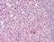 Protein Kinase C Delta antibody, orb95999, Biorbyt, Immunohistochemistry paraffin image 