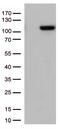 General Transcription Factor IIIC Subunit 4 antibody, TA812630S, Origene, Western Blot image 