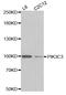 Phosphatidylinositol 3-Kinase Catalytic Subunit Type 3 antibody, abx005867, Abbexa, Western Blot image 