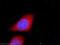 Ubiquitin Recognition Factor In ER Associated Degradation 1 antibody, 10615-1-AP, Proteintech Group, Immunofluorescence image 