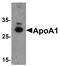 Apolipoprotein A1 antibody, LS-C144358, Lifespan Biosciences, Western Blot image 