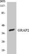 GRB2 Related Adaptor Protein 2 antibody, LS-C292031, Lifespan Biosciences, Western Blot image 