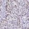 High Mobility Group Box 3 antibody, NBP2-47434, Novus Biologicals, Immunohistochemistry frozen image 