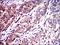 Nfl antibody, NBP2-37528, Novus Biologicals, Immunohistochemistry frozen image 