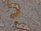 Angiotensin I antibody, CSB-RA263831A0HU, Cusabio, Immunohistochemistry frozen image 