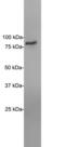 EWS RNA Binding Protein 1 antibody, LS-C204515, Lifespan Biosciences, Western Blot image 