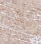 BolA Family Member 3 antibody, NBP2-30607, Novus Biologicals, Immunohistochemistry paraffin image 