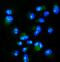 Neuroguidin antibody, A10259-1, Boster Biological Technology, Immunofluorescence image 
