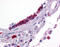 Krueppel-like factor 2 antibody, ARP32760_P050, Aviva Systems Biology, Immunohistochemistry frozen image 