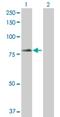 Tripartite Motif Containing 23 antibody, H00000373-D01P, Novus Biologicals, Western Blot image 