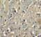 Gamma-Secretase Activating Protein antibody, 6161, ProSci Inc, Immunohistochemistry frozen image 