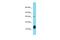 Dual Specificity Phosphatase 15 antibody, PA5-70822, Invitrogen Antibodies, Western Blot image 