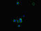 Kynureninase antibody, LS-C678467, Lifespan Biosciences, Immunofluorescence image 