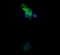 Tripartite Motif Containing 38 antibody, LS-C174614, Lifespan Biosciences, Immunofluorescence image 