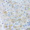 Solute Carrier Family 4 Member 5 antibody, 13-648, ProSci, Immunohistochemistry paraffin image 