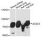 Acyl-CoA Synthetase Short Chain Family Member 3 antibody, LS-C748806, Lifespan Biosciences, Western Blot image 