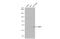 Protein Tyrosine Phosphatase Non-Receptor Type 6 antibody, GTX102864, GeneTex, Western Blot image 