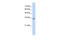 Ras Association Domain Family Member 7 antibody, PA5-40877, Invitrogen Antibodies, Western Blot image 