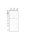 Cyclin B1 antibody, A00745-1, Boster Biological Technology, Western Blot image 