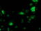 p53 antibody, TA503032, Origene, Immunofluorescence image 