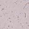 Solute Carrier Family 4 Member 1 (Diego Blood Group) antibody, NBP2-49409, Novus Biologicals, Immunohistochemistry paraffin image 