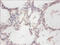 Cytochrome B5 Reductase 3 antibody, CSB-PA02655A0Rb, Cusabio, Immunohistochemistry frozen image 