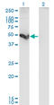 Cathepsin E antibody, LS-C197003, Lifespan Biosciences, Western Blot image 