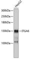 Integrin Subunit Alpha 6 antibody, 19-103, ProSci, Western Blot image 
