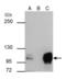 Sp1 Transcription Factor antibody, PA5-29165, Invitrogen Antibodies, Immunoprecipitation image 