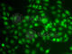 Low Density Lipoprotein Receptor Adaptor Protein 1 antibody, A7093, ABclonal Technology, Immunofluorescence image 