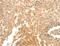 Synaptotagmin 6 antibody, MBS2519746, MyBioSource, Immunohistochemistry paraffin image 