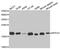 Ribosomal Protein S10 antibody, abx004511, Abbexa, Western Blot image 