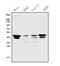 JunB Proto-Oncogene, AP-1 Transcription Factor Subunit antibody, A01825-2, Boster Biological Technology, Western Blot image 
