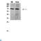 Protein Regulator Of Cytokinesis 1 antibody, LS-C813929, Lifespan Biosciences, Western Blot image 