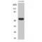 Lipase I antibody, LS-C384364, Lifespan Biosciences, Western Blot image 