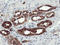 Phosphofructokinase, Platelet antibody, LS-C173560, Lifespan Biosciences, Immunohistochemistry frozen image 