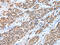 C-Terminal Binding Protein 1 antibody, CSB-PA243683, Cusabio, Immunohistochemistry paraffin image 