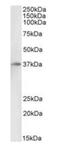 Atypical Chemokine Receptor 1 (Duffy Blood Group) antibody, orb377882, Biorbyt, Western Blot image 